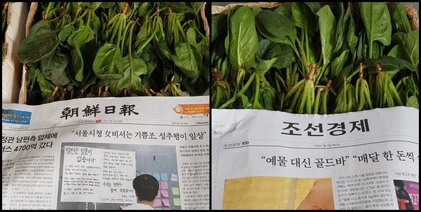 인도네시아 자카르타 인근 작물 농장에서 쓰이는 한국 신문 (제보자 제공)&nbsp;<br>